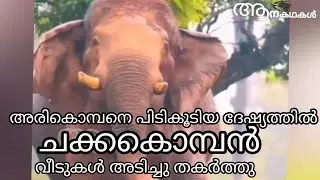 അരികൊമ്പനെ പിടികൂടിയ കലിയിൽ ചക്കക്കൊമ്പൻ വീടുകൾ  തകർത്തു  | Ari komban latest news | Chakka komban