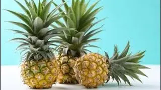 MEGHALAYA PINEAPPLE MD7 PINEAPPLE PLANTING