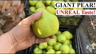 GIANT PEAR with an UNREAL Taste!