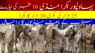Bahawalpur Bakra Mandi 2025 |Prices from 25k |Latest Update #bahawalpurbakramandi #bakramandi #bakra