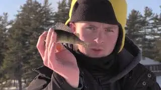 INSANE Perch on Fourth Lake!