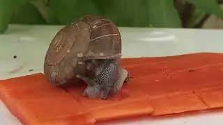 Would you believe that wild snails have strong teeth | eating papaya 