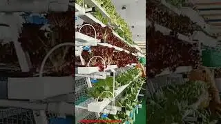 IFS-Integrated farming system.