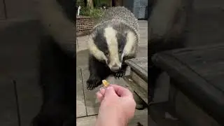 Hand feeding a wild badger is incredible, thank you Mr Lumpy 🐾🐾❤️