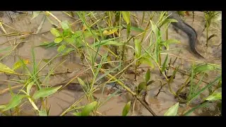 Best Hand Fishing Video 2022 | Catching Snake Head Murrel Fish In Mud Water | Fishing by  hand🎣🎣🎣🎣🎣🎣