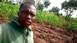 🔴 3 Reasons Why My Maize Farm Failed. Take Note &bull; #agriculture #maizefarming #ashcotv