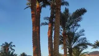 Nuweiba Club Resort 4*, Нувейба Клаб, Египет, обзор территории отеля