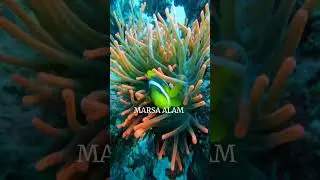 Marsa Alam: Egypt's Aquatic Paradise