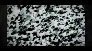Leo CAN - TIE TEASER - Independence Special (Azadi Special)