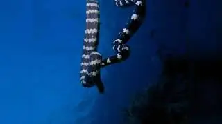 Top 10 most dangerous sea creatures