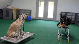 The first command you should teach your pet dog