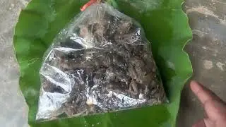 Live frogs for sale
