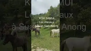 un poulain est n&eacute; &agrave; Suan Sam Anong | Koh Samui