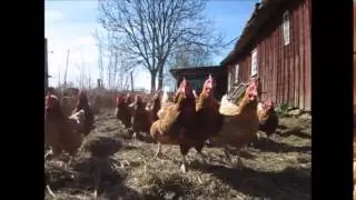 Bossg&aring;rdens H&ouml;ns - 