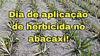 Herbicidas eficaz para mato no abacaxi...