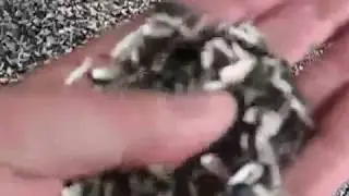Sunflower seeds hulling line