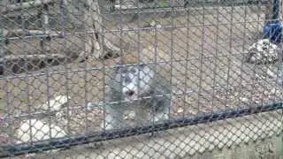 Patas Monkey gets aggressive when I wave at him