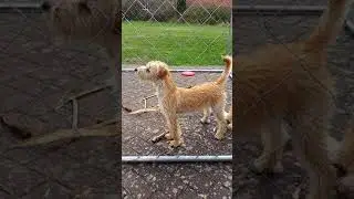 Hundebellen