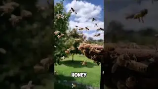 How BEES Make Their Honey! 🍯