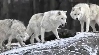3 Unfounded Myths About Wolves