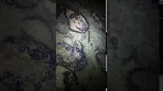 Mink Swimming at night in shallow water
