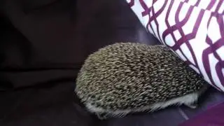 Sneaky hedgehog