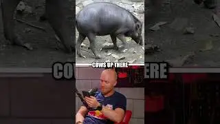 The UK's Most Dangerous Animal!!