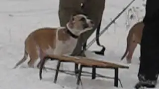 AMSTAFF - MAGIA, MORFINA, ARAGORN - fighting DOG
