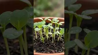 Covered Swiss Chard Seeds After Spraying 💦 Results in Days! 😱🌱 #shorts