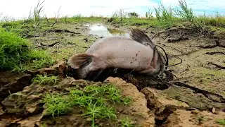 Amazing fishing  ! Catching fish in the grass, getting lots of fish