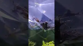 Red-tailed Squirrel Loach and stone cat fish are ready to release into the tank