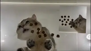 [Low angle shot series] 1 year old cat Pepper first time eating dry food on glass box