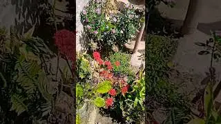 mini garden 🌺#assamese #flowers #gardening #farming