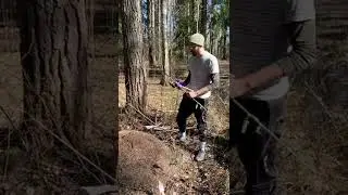 Ant research in Helsinki Central park