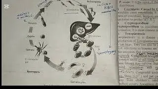 Phylum Apicomplexa/animal like protist/part 10/life cycle of plasmodium/Toxoplasmosis