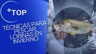 Se te dificulta pescar lobina en invierno?? checa estos tips 👀👀💯
