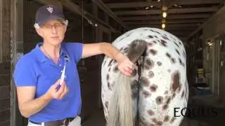 Taking your horse's temperature