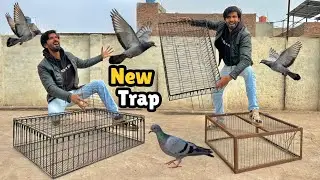 New Pigeon Trap Laga Diya 😃
