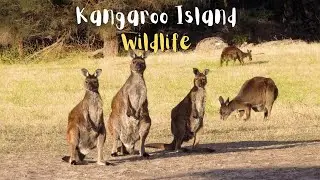 KANGAROO ISLAND WILDLIFE