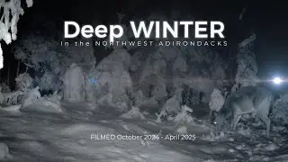 Adirondack DEEP WINTER SNOW Trail Cam: Deer, Fisher & Coyote  (2024 -2025)