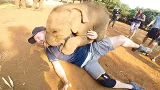 UNEXPECTED ANIMAL ATTACKS|| FUNNY ANIMAL VIDEOS|| NORD TV