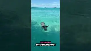 PORCOS NADADORES DAS BAHAMAS