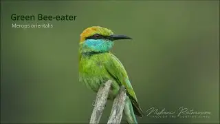Green Bee-eater