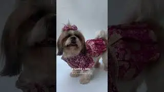 The Cutest Dog Wedding Outfits EVER &ndash; Prepare to Melt!