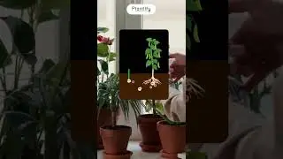 Boost your plant growth with Plantify Plant Food Sticks! 🌿