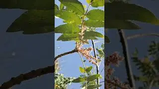 🌹&sup1;&sup3;☆&bull;&sup3; &sup1;Lobana लोहबान , Indian Frankincense (Boswellia serrata) in Incense Tree Family (Burseraceae)