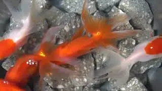 aquarium fish, beta fish, koi fish, fish, gold fish, ep 4537