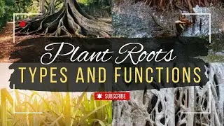 Functions & Types of Plant Roots| Taproot, Fibrous Roots, Aerial, Prop, Storage & Breathing Roots