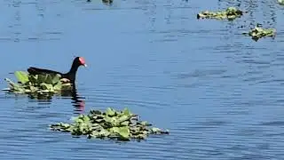 American Coot White Bill & Common Moorhen Red Forehead & Yellow Bill at Lake Apopka Wildlife Drive!