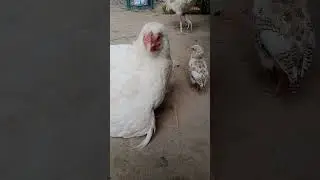 Белая курица Ассел вылупила милого цыпленка